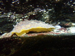 Sclerodoris apiculata