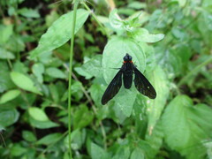 Cyananthrax cyanopterus