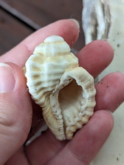 Cymatiidae