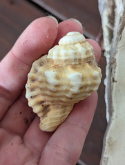 Cymatiidae