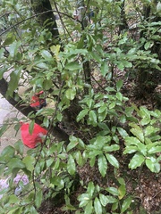 Alseuosmia macrophylla