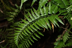 Asplenium auritum