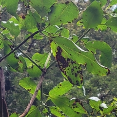 Phacidiopycnis washingtonensis