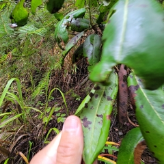 Phacidiopycnis washingtonensis