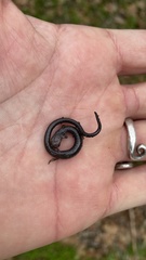 Batrachoseps gregarius