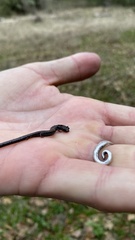 Batrachoseps gregarius