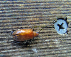 Ecnolagria rufescens