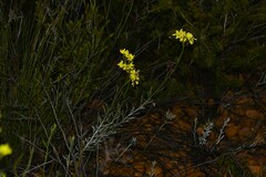 Glischrocaryon aureum