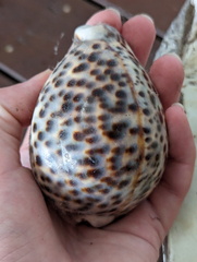 Cypraea tigris