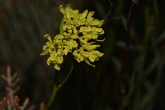 Glischrocaryon aureum