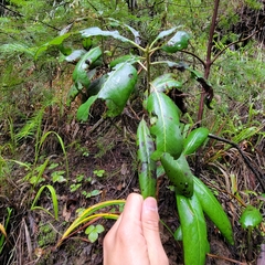 Phacidiopycnis washingtonensis