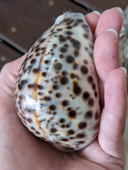 Cypraea tigris