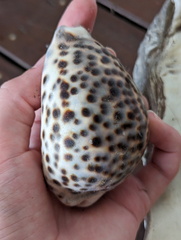 Cypraea tigris