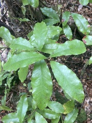 Alseuosmia macrophylla