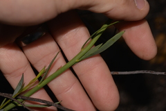 Glischrocaryon aureum