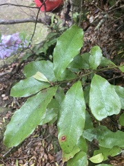 Alseuosmia macrophylla