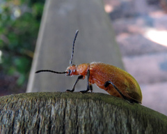 Ecnolagria rufescens