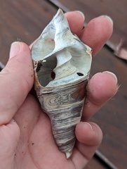 Telescopium telescopium