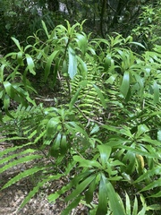 Brachyglottis kirkii