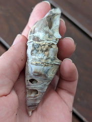 Telescopium telescopium