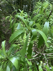 Brachyglottis kirkii