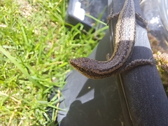 Cryptoblepharus buchananii