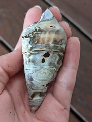 Telescopium telescopium