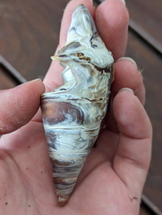 Telescopium telescopium