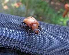 Ecnolagria rufescens