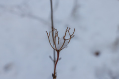 Viburnum acerifolium