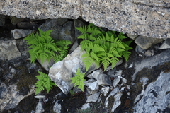 Gymnocarpium jessoense