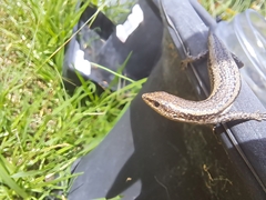 Cryptoblepharus buchananii