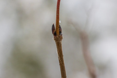 Viburnum acerifolium