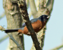 Diglossa baritula