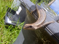 Cryptoblepharus buchananii