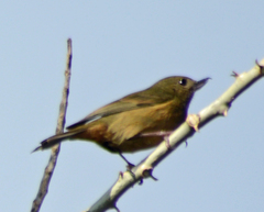 Diglossa baritula