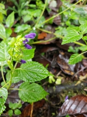 Scutellaria