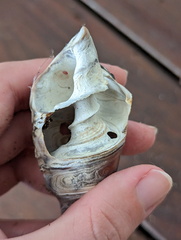 Telescopium telescopium