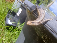 Cryptoblepharus buchananii