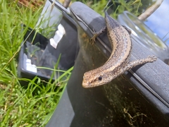 Cryptoblepharus buchananii