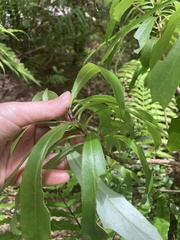 Brachyglottis kirkii