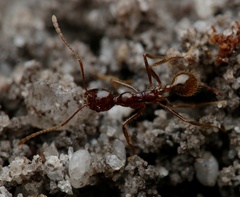 Aphaenogaster longiceps