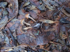 Psathyrella
