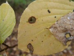 Parallelodiplosis subtruncata