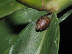 Gergithoides