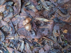 Psathyrella