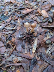 Psathyrella