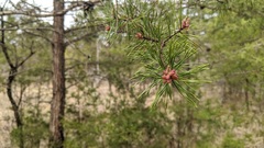 Pinus virginiana