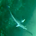 Holacanthus passer