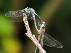 Micrathyria ocellata